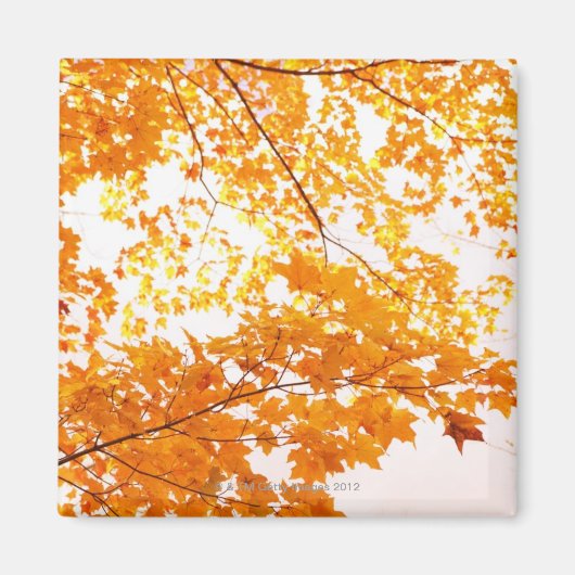 紅葉反射 マグネット (正面)