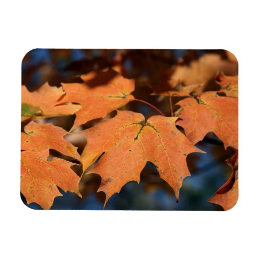 紅葉可撓磁石 マグネット (横)