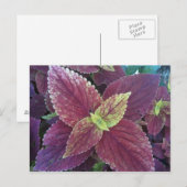 紅葉植物はがき ポストカード (正面/裏面)