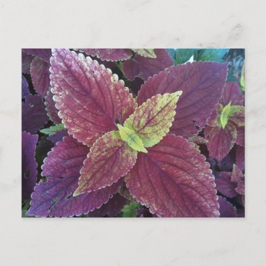 紅葉植物はがき ポストカード (正面)