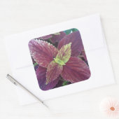 紅葉植物大角ステッカー スクエアシール (封筒)