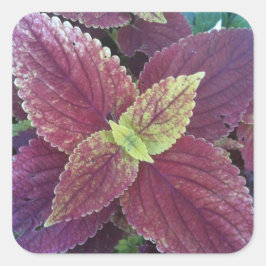 紅葉植物大角ステッカー スクエアシール