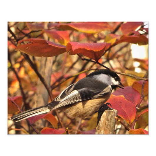 紅葉白黒《鳥》アメリカゴガラ鳥 フォトプリント            (正面)