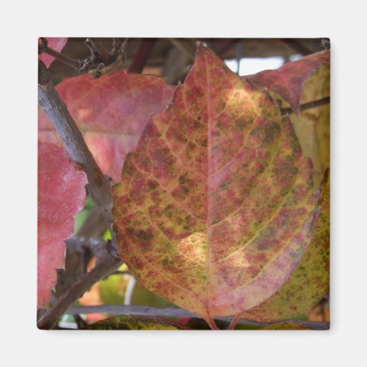 紅葉磁石 マグネット (正面)