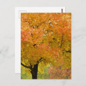 紅葉秋はがき ポストカード (正面/裏面)