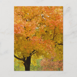 紅葉秋はがき ポストカード