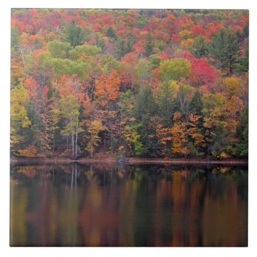 紅葉秋カラーシーンセラミックタイル タイル (正面)
