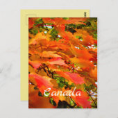 紅葉紅葉シュガーメープルツリーカナダ ポストカード (正面/裏面)
