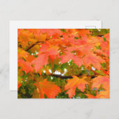 紅葉紅葉シュガーメープルツリーカナダ ポストカード (正面/裏面)