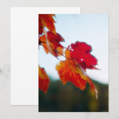 紅葉結婚式招待状 招待状 (正面/裏面)