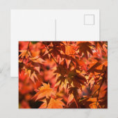 紅葉離れ赤 シーズンポストカード (正面/裏面)