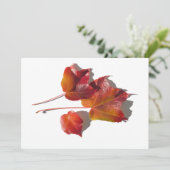 紅葉 (スタンド正面)