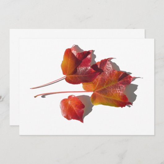 紅葉 (正面/裏面)