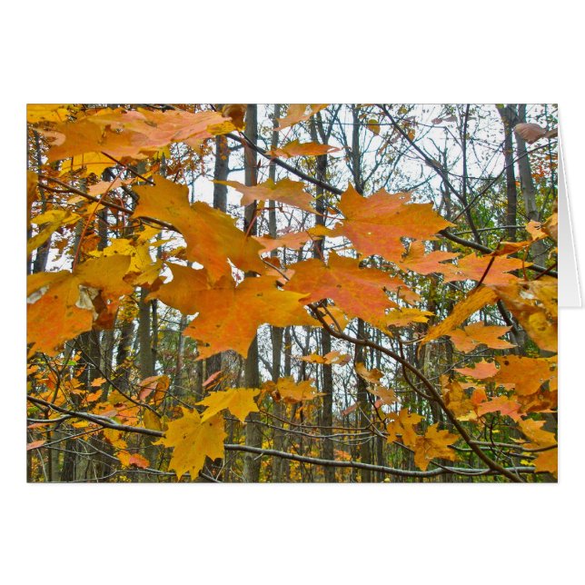 紅葉 (正面横)