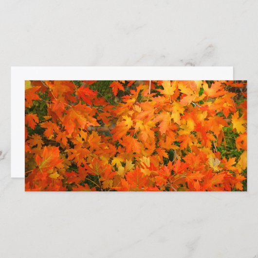 紅葉 (正面/裏面)