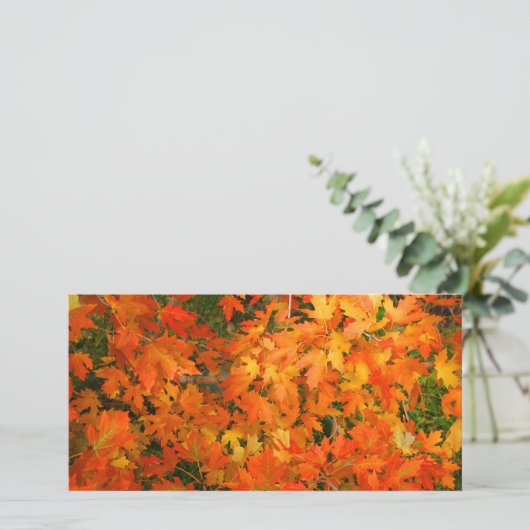 紅葉 (スタンド正面)