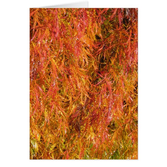 紅葉 (正面)