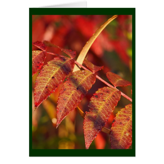 紅葉 (正面)