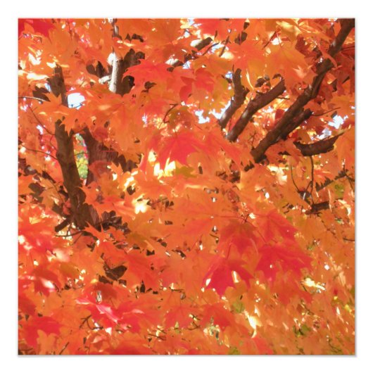 紅葉1 フォトプリント            (正面)