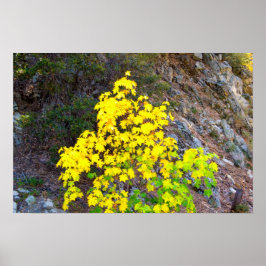 紅葉1 ポスター