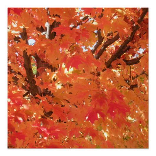 紅葉1 ポスター (正面)