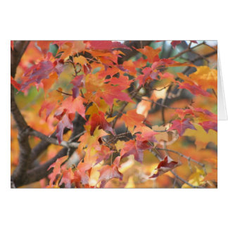 紅葉3