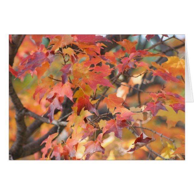 紅葉3 (正面横)