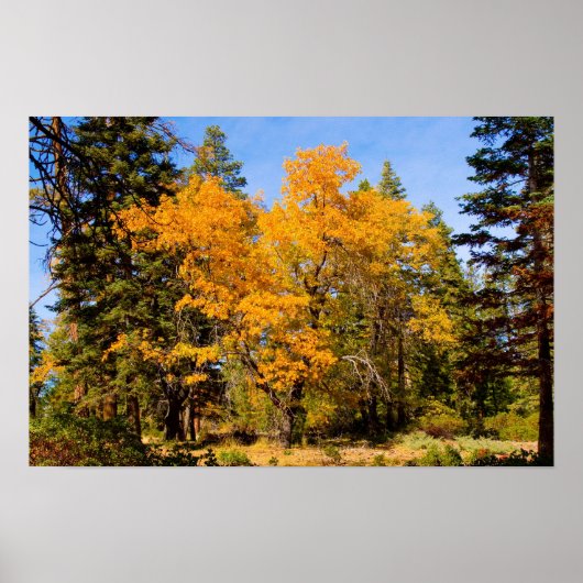 紅葉5ポスター ポスター (正面)