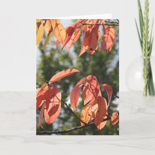 紅葉 カード (正面)