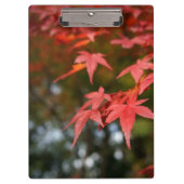 紅葉 クリップボード (正面)