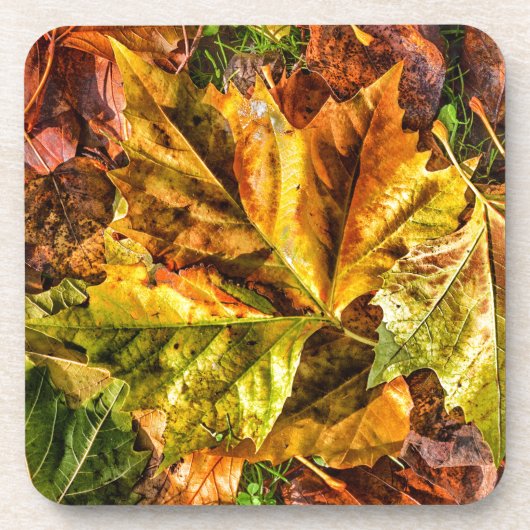 紅葉 コースター (正面)
