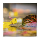 紅葉 タイル (正面)