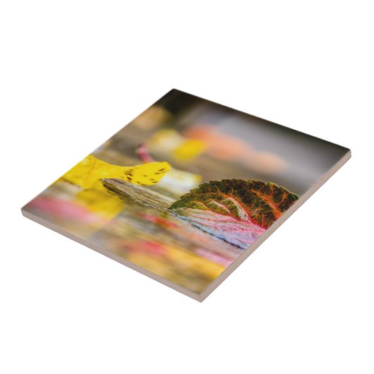 紅葉 タイル (側面)