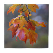 紅葉 タイル (正面)