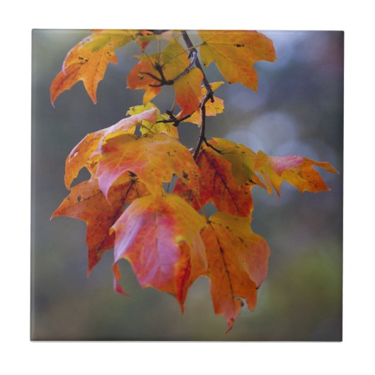 紅葉 タイル (正面)