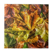 紅葉 タイル (正面)