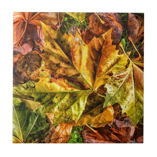 紅葉 タイル (正面)
