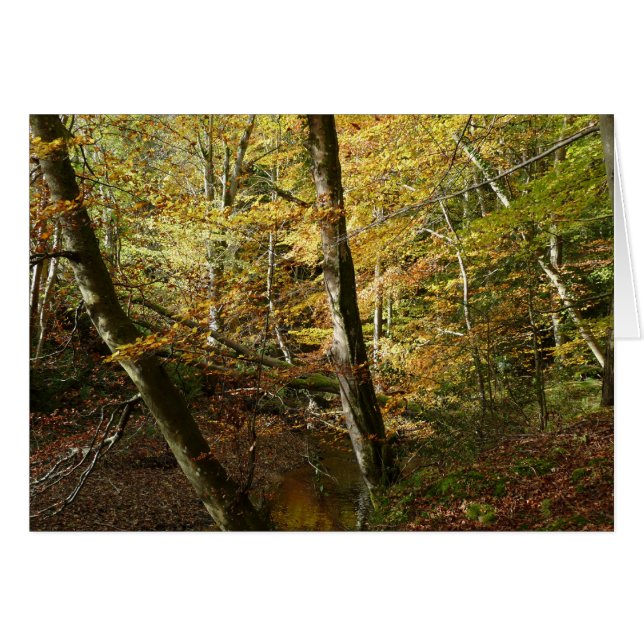 "紅葉 + ノーサンバーランドの森の流れ" (正面横)