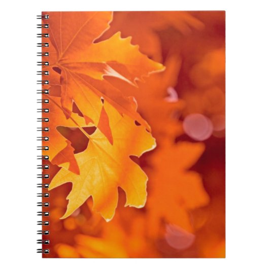 紅葉 ノートブック (正面)