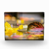 紅葉 フォトブロック (正面)