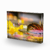 紅葉 フォトブロック (右)