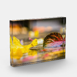 紅葉 フォトブロック