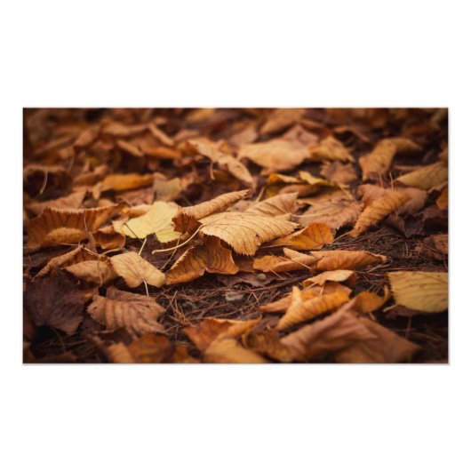 紅葉 フォトプリント            (正面)