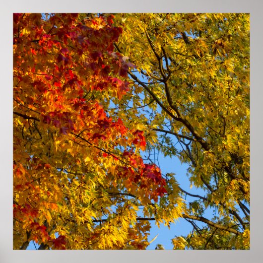 紅葉、ブルースカイ、オハイオ ポスター (正面)