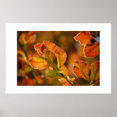 紅葉 ポスター (正面)