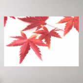 紅葉 ポスター (正面)