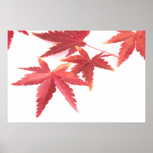 紅葉 ポスター (正面)