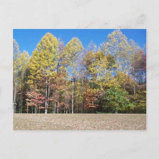 紅葉 ポストカード (正面)