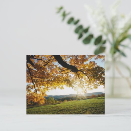 紅葉 ポストカード (スタンド正面)