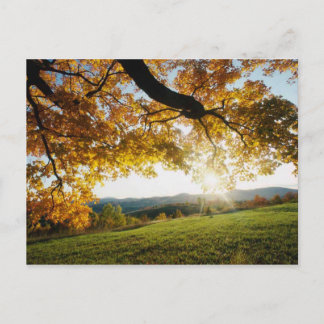 紅葉 ポストカード